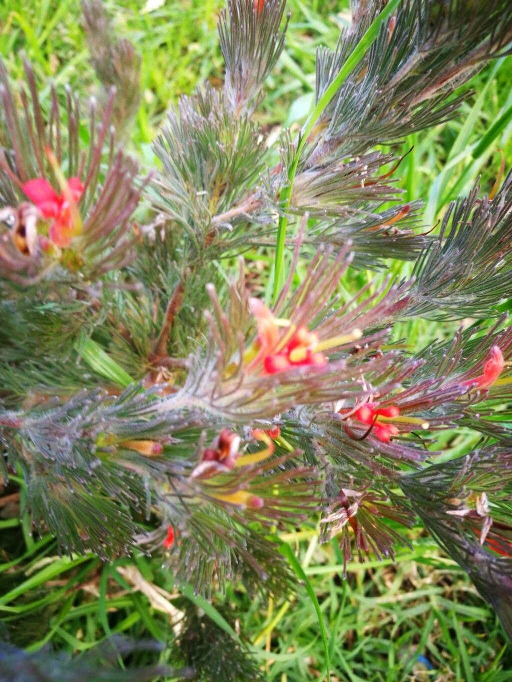 Adenanthos 3