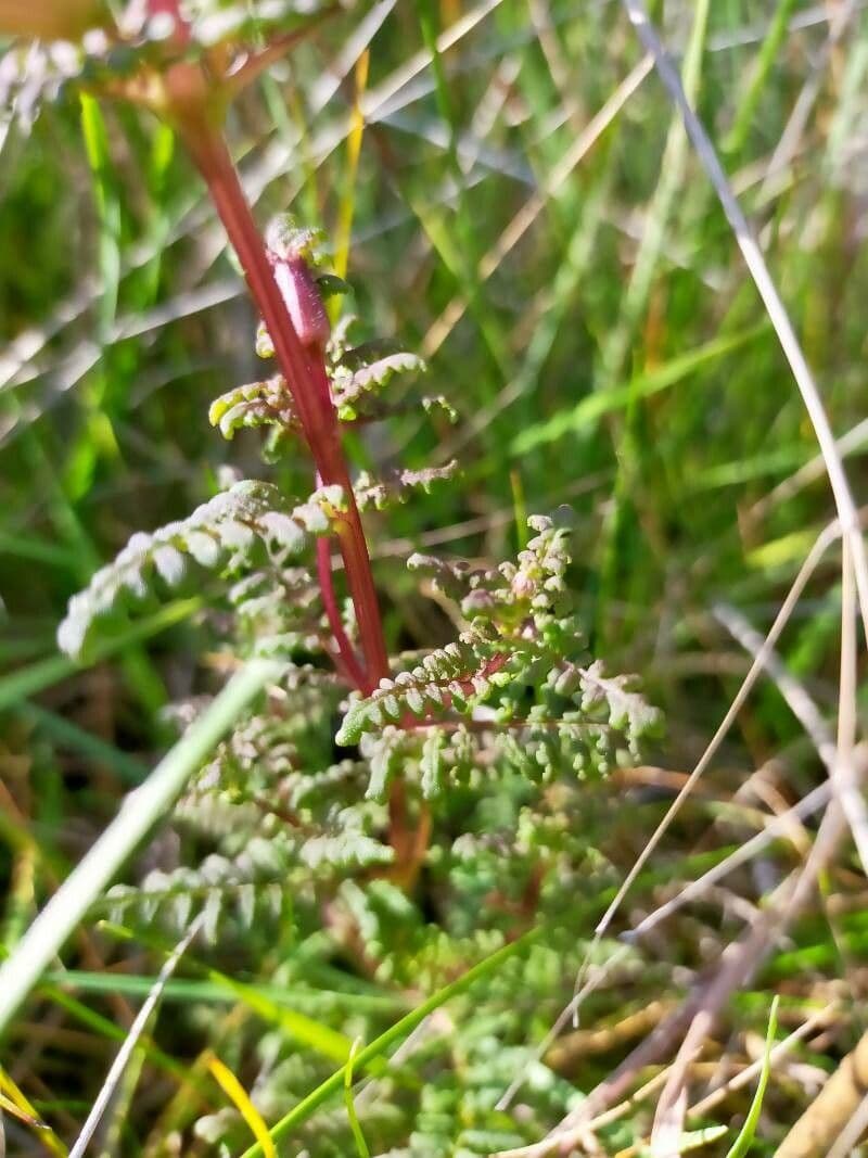 Pedicolare palude 14