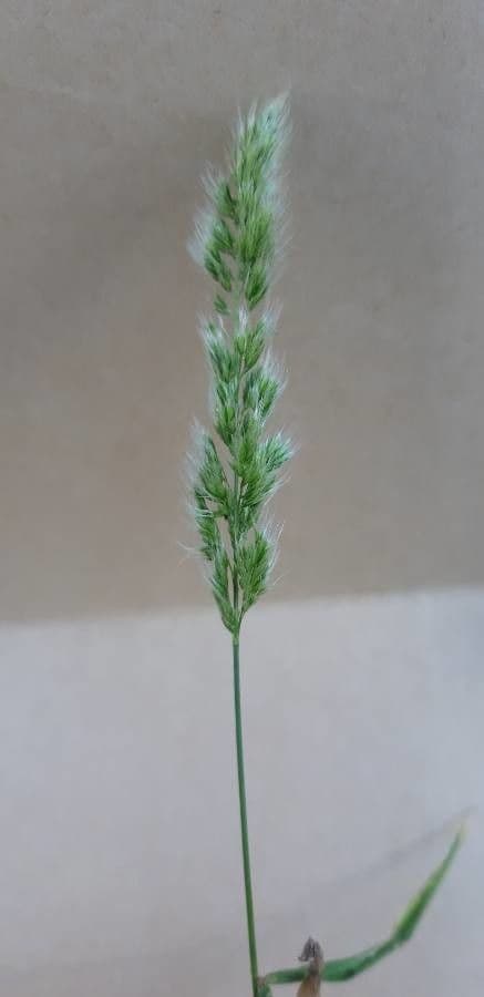 Trisetaria panicea 2