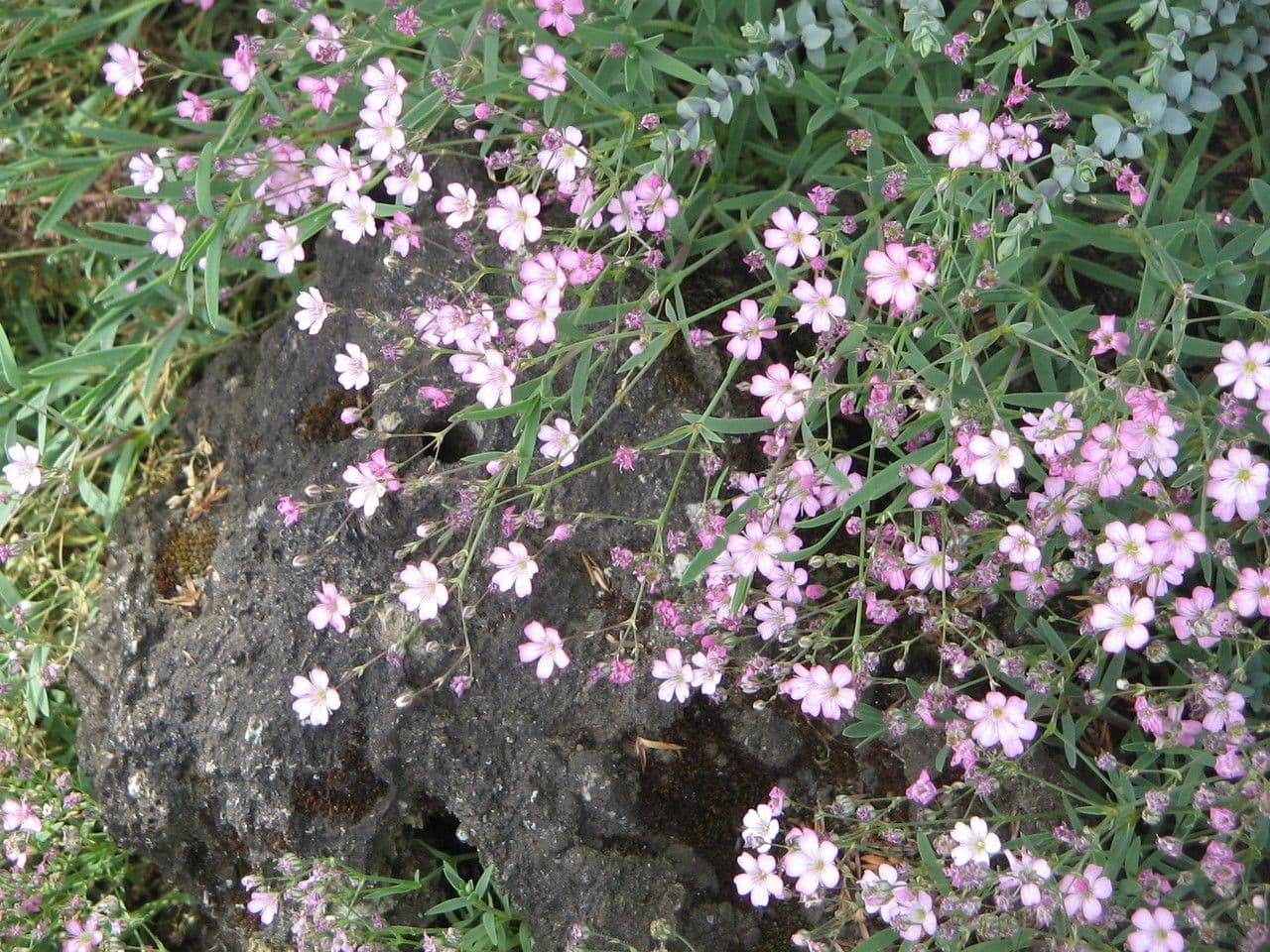 Gipsófila rastrera 28