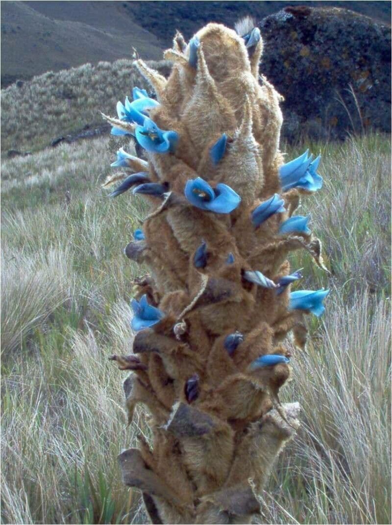 Puya