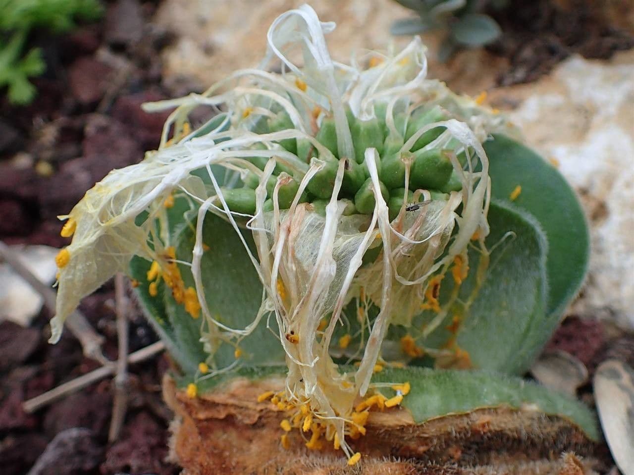 Haemanthus 9
