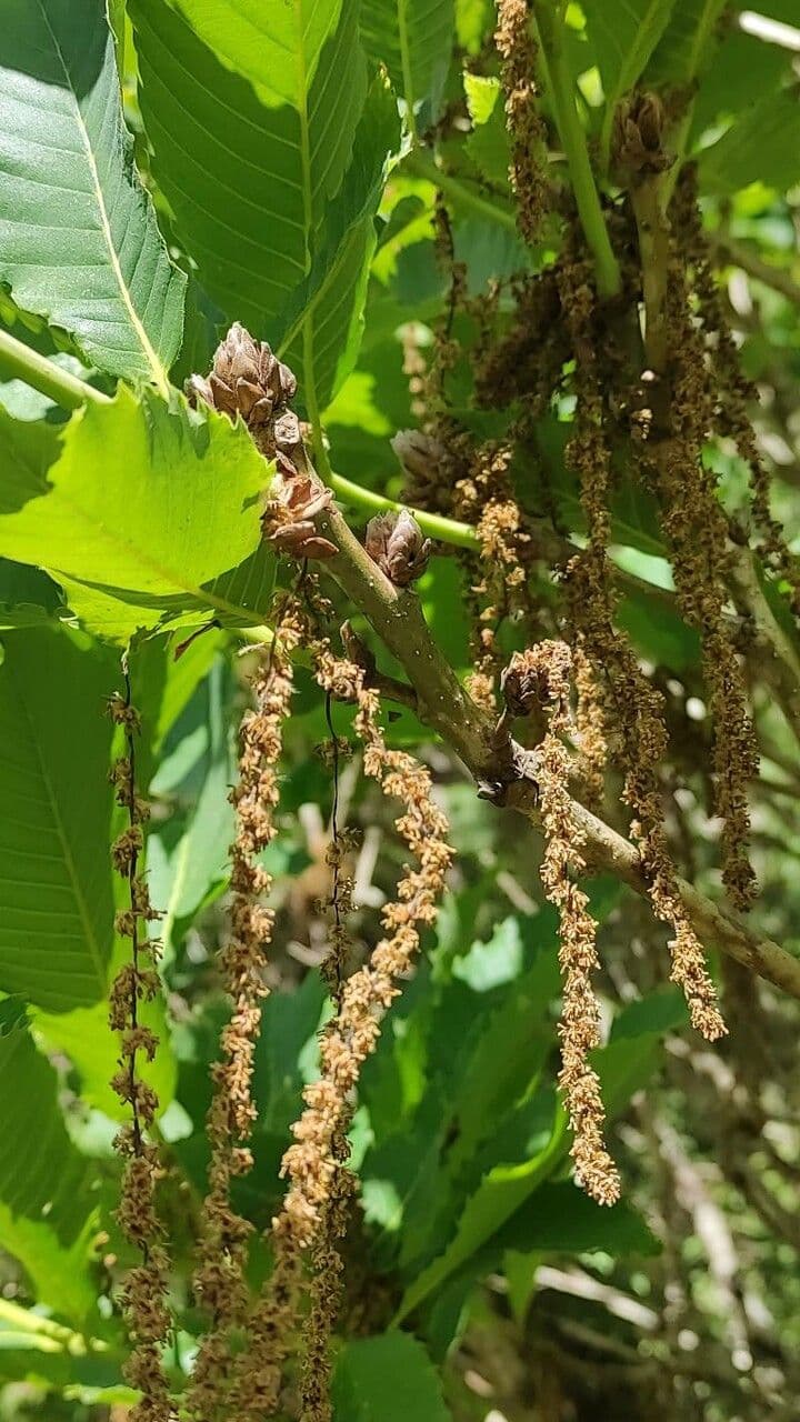 Quercia 2