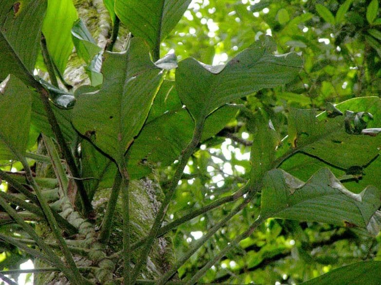 Monstera di Spruce 3