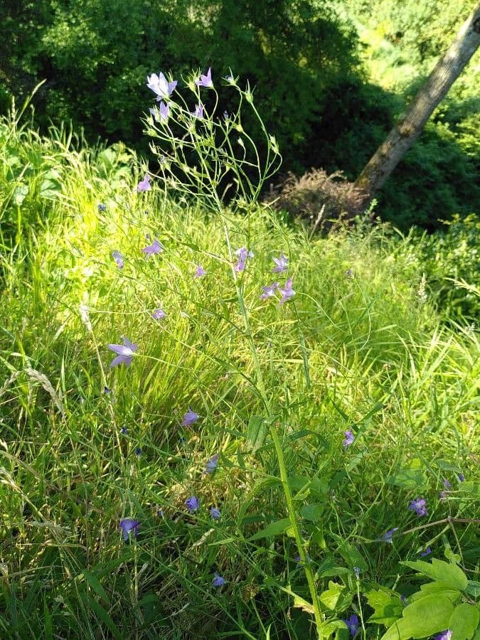 Campanula diffusa 13