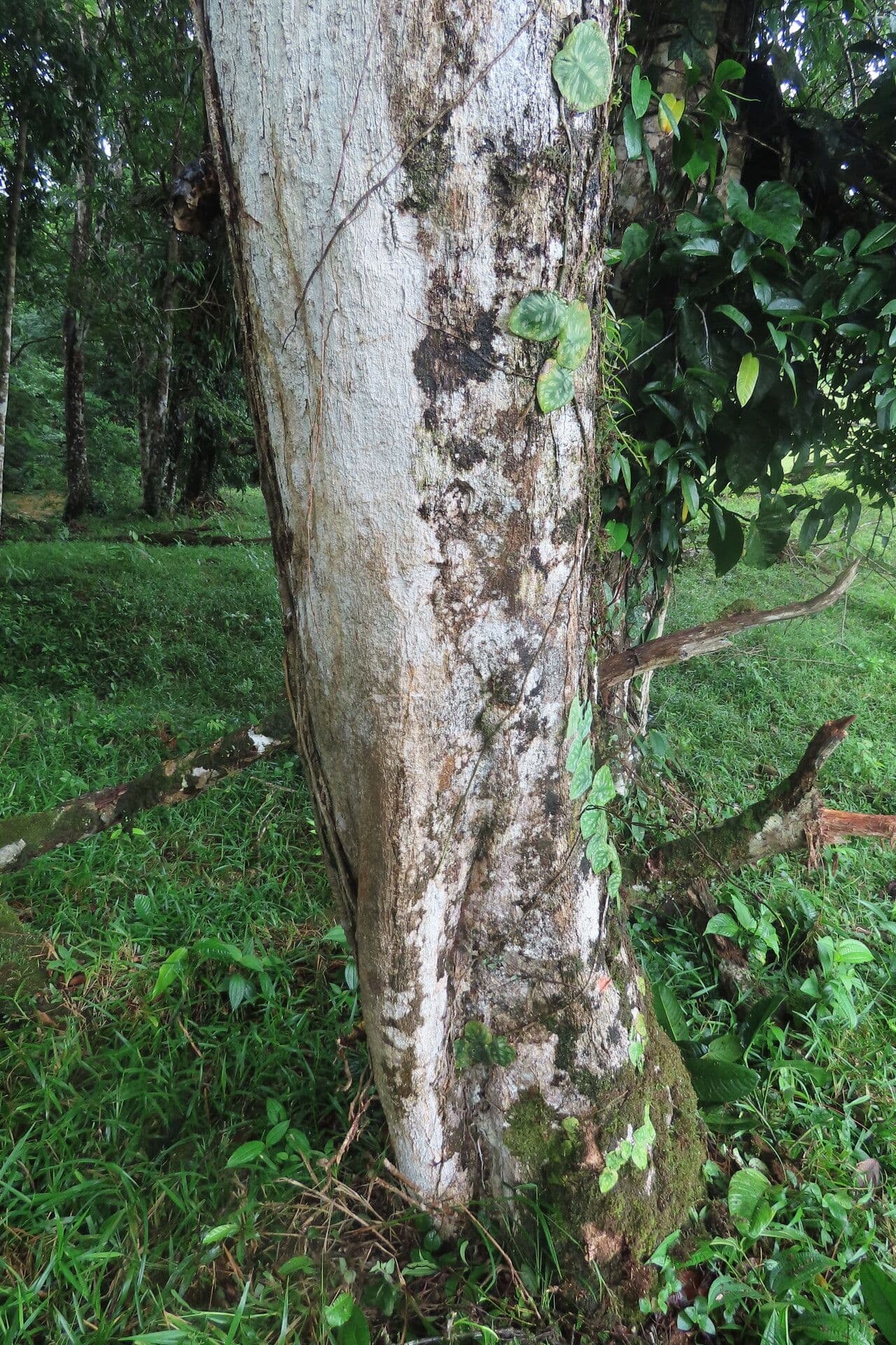 Hirtella triandra 13