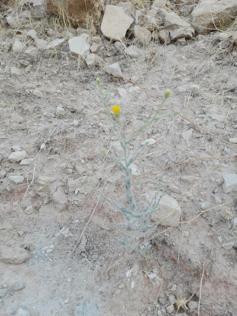 Pulicaria 11