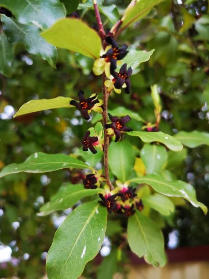 Kriechmyrte 9