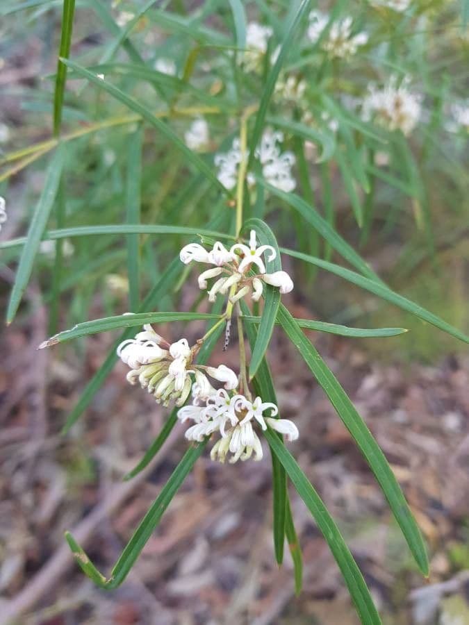Weidenblättrige Hakea 7