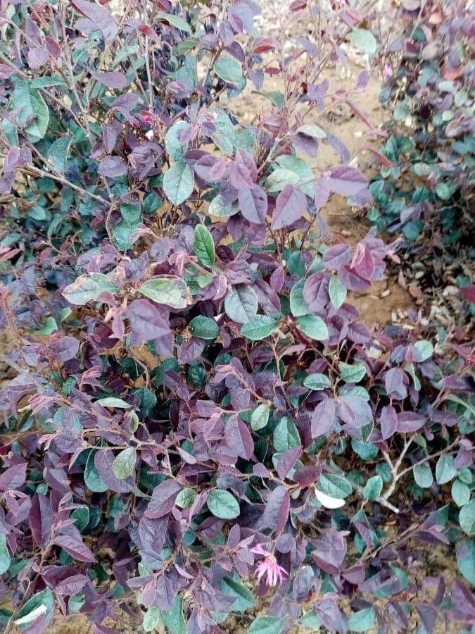 Loropetalum cinese 3