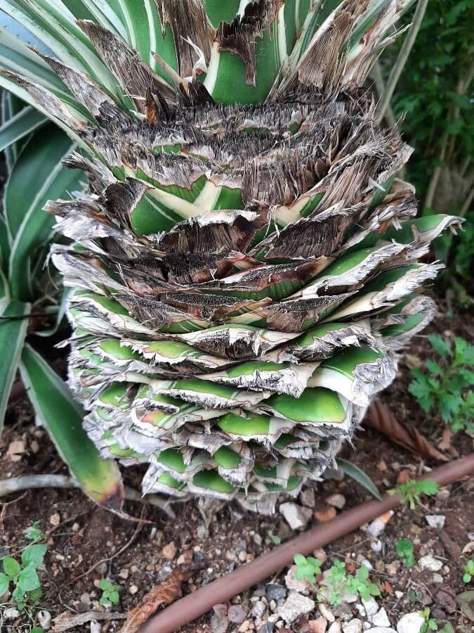 Garten-Sisal 19