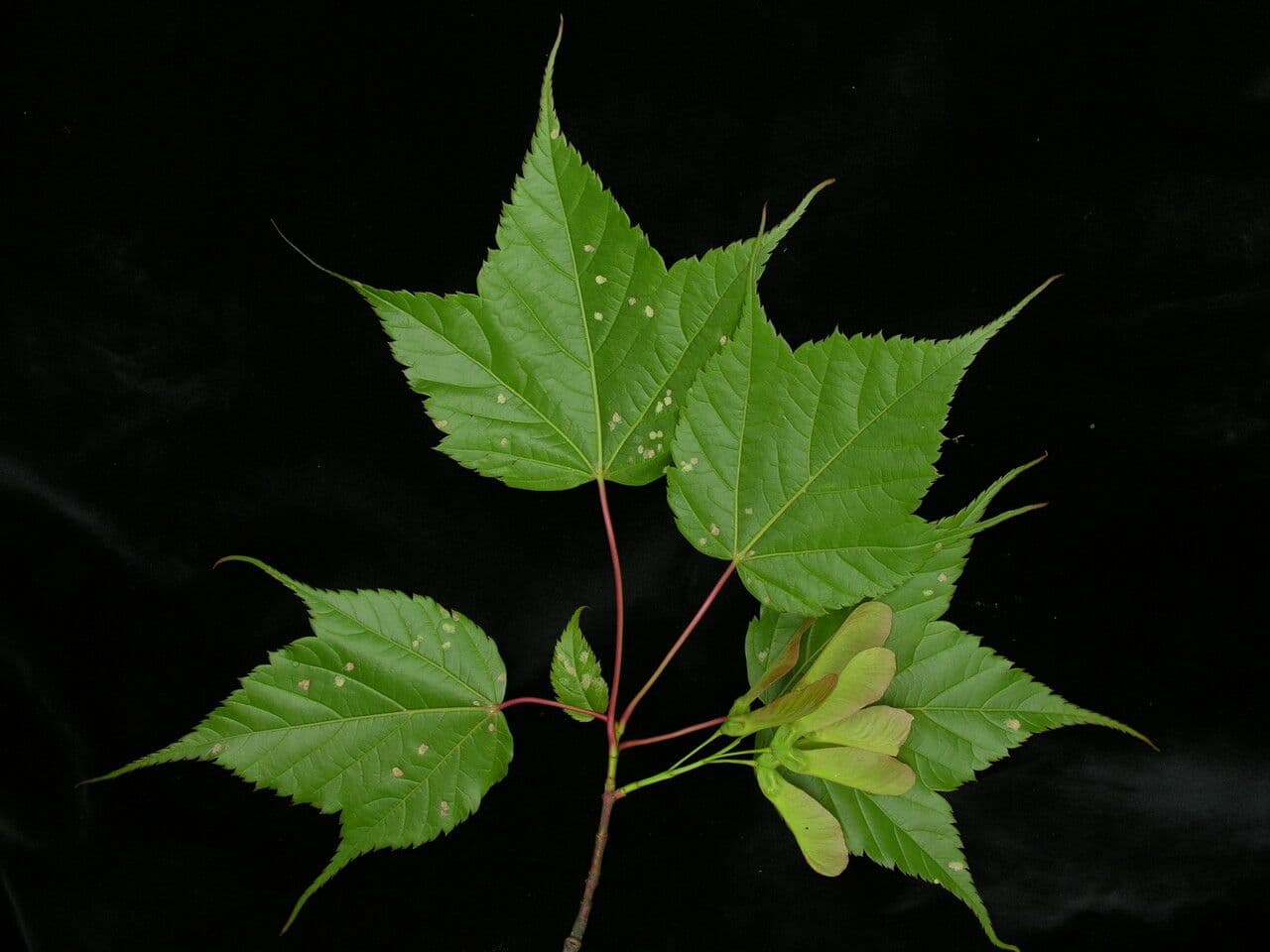Acero 3