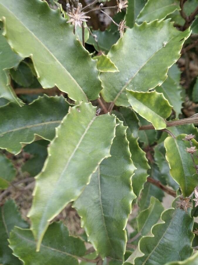 Olearia macrodonta 12