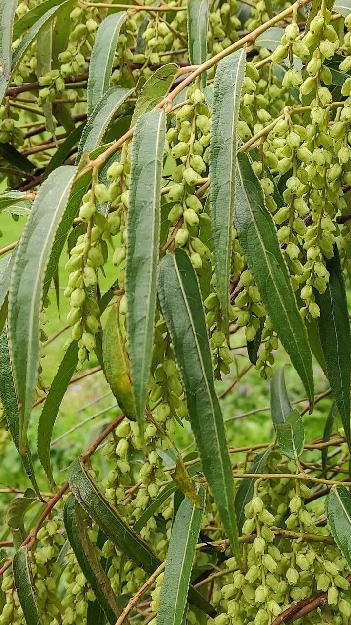 Stachyurus 9
