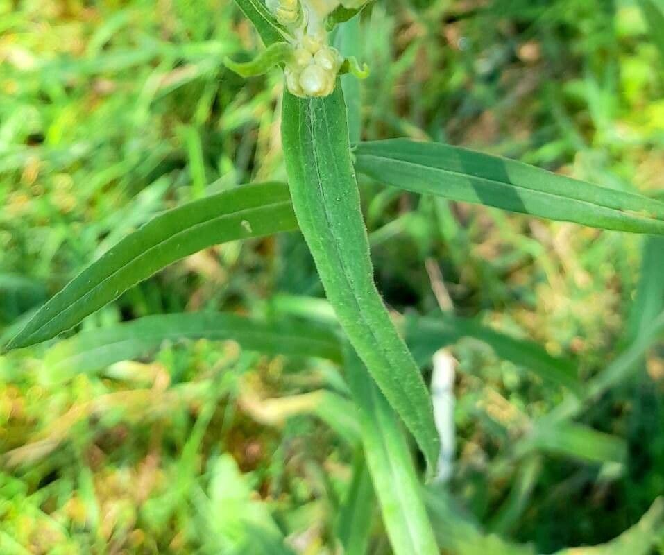 Pseudognaphalium gaudichaudianum 10