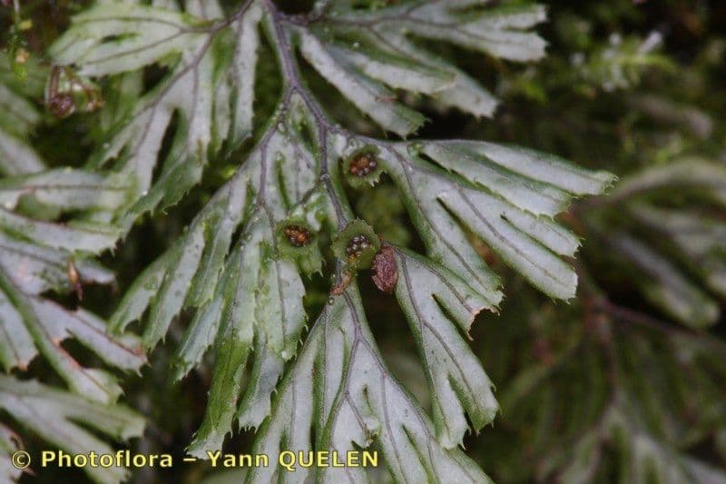 Braunes Hymenophyllum