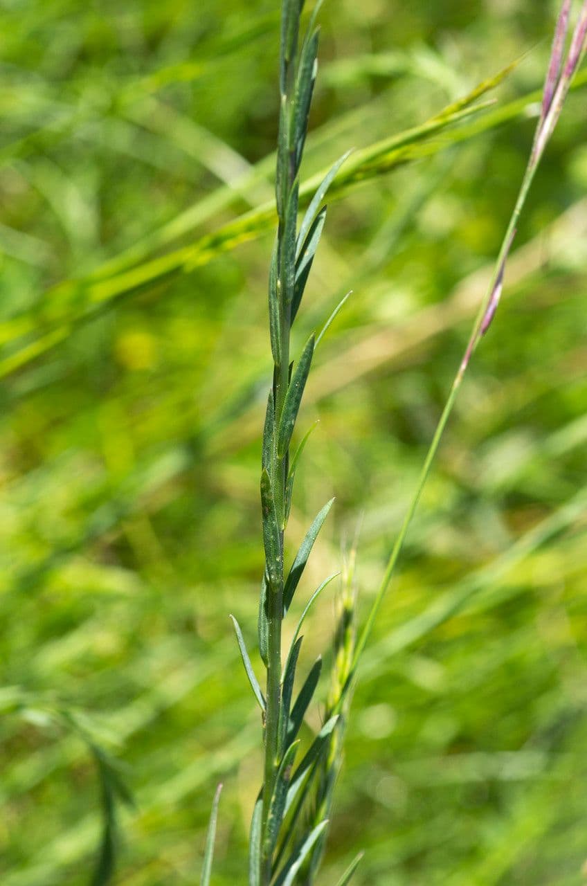 Linum leonii 16