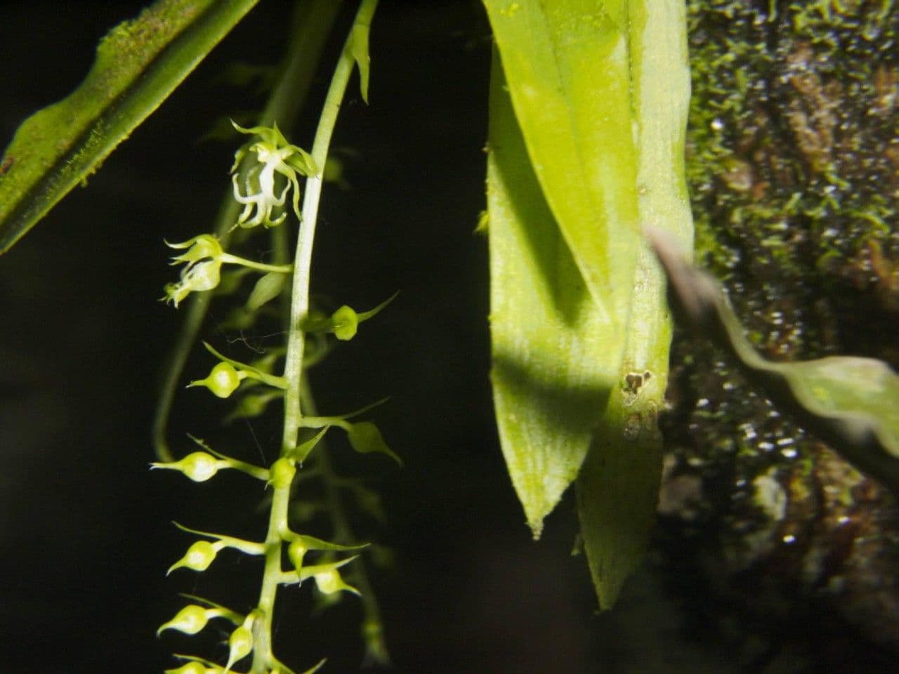 Cryptarrhena guatemalská