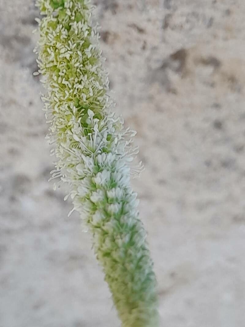 Semenec 2