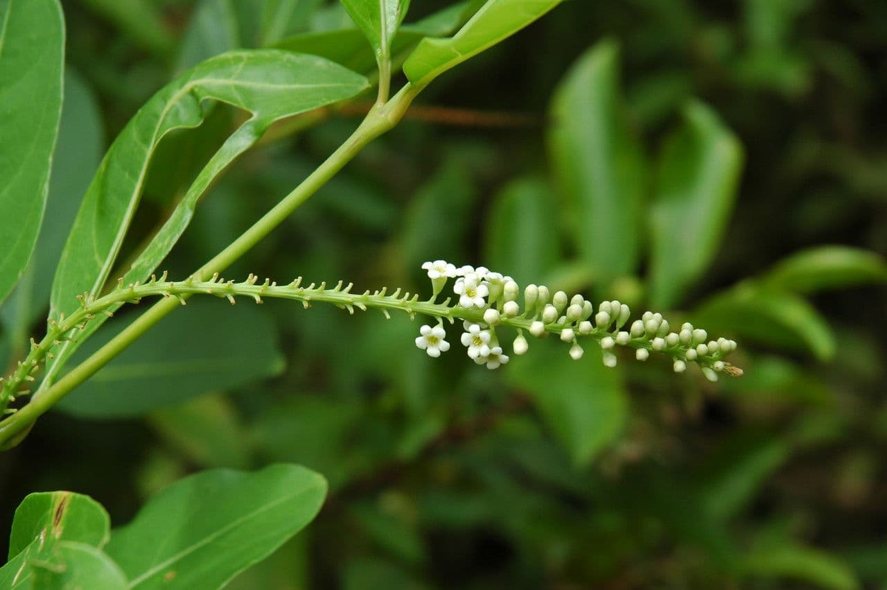 Citharexylum à queue 7