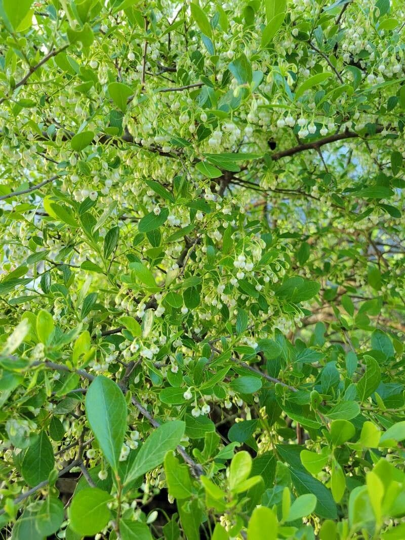Farkleberry 10