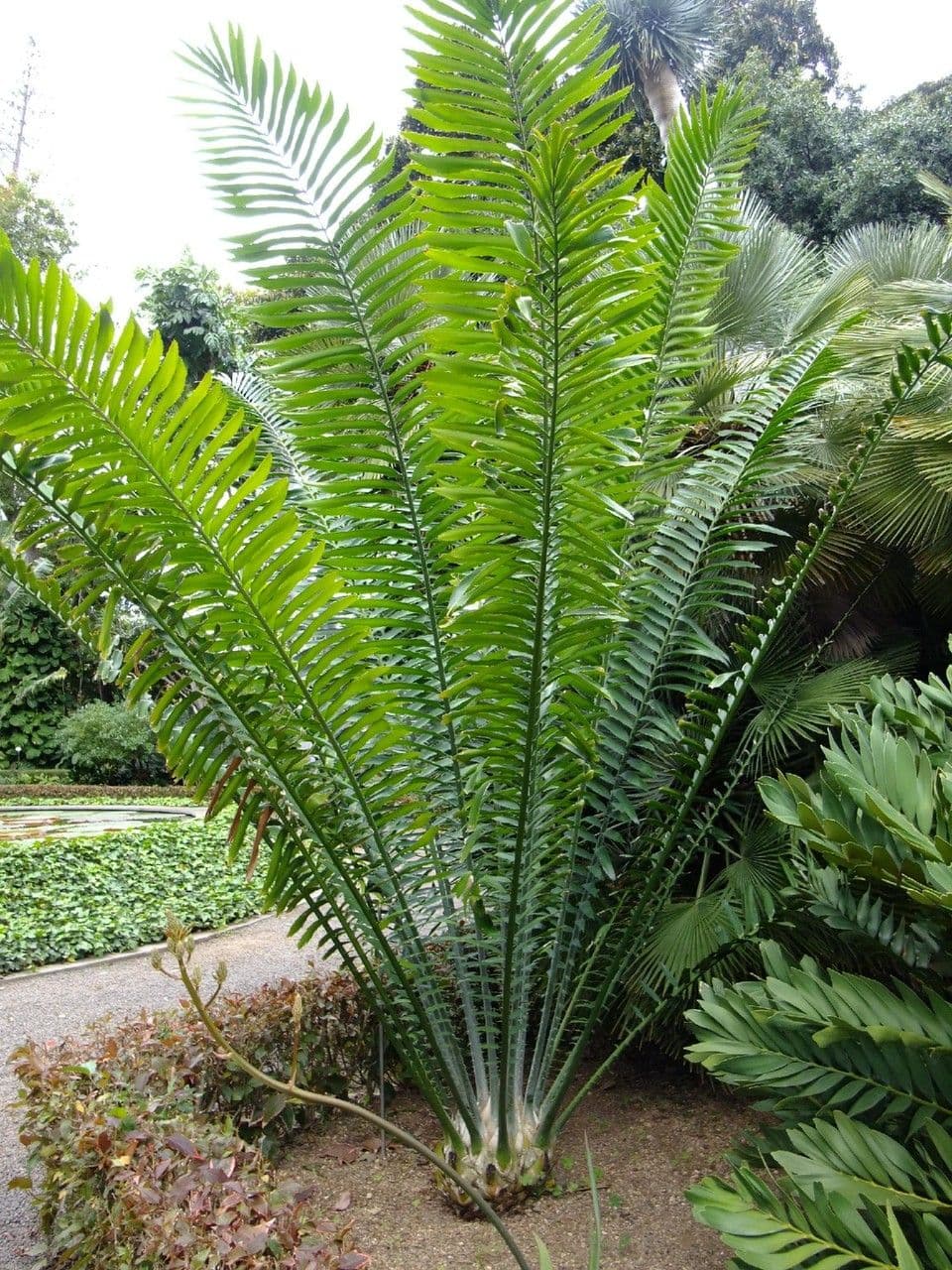 Kongo-Riesen-Palmfarn 3