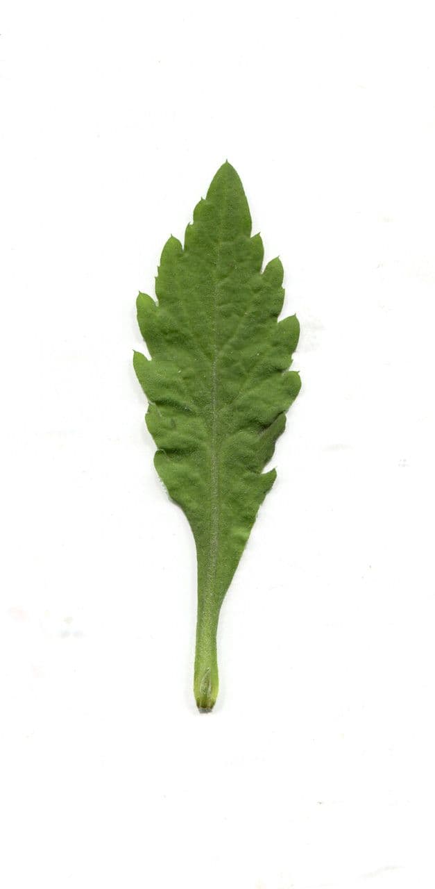Weißliches Berufkraut 29