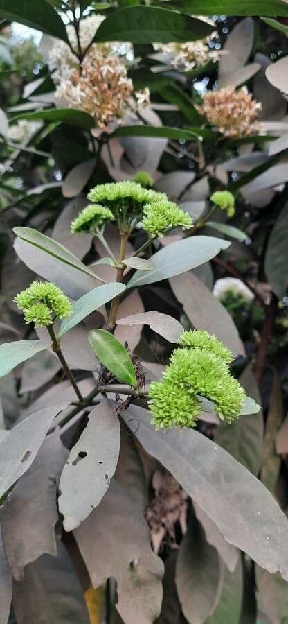 Ixora 7