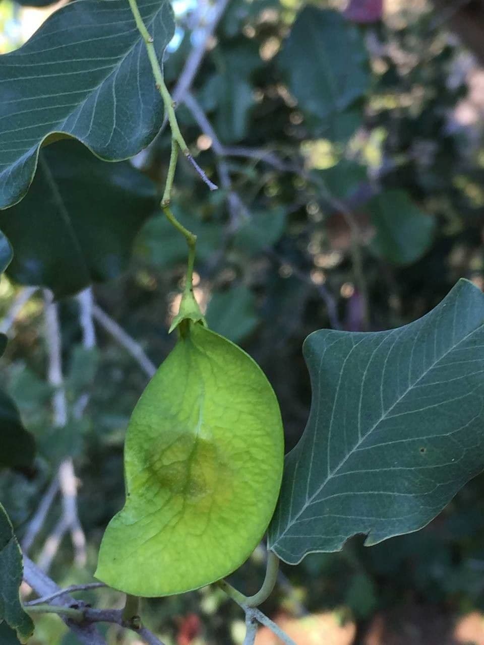 Hülsenbaum 5