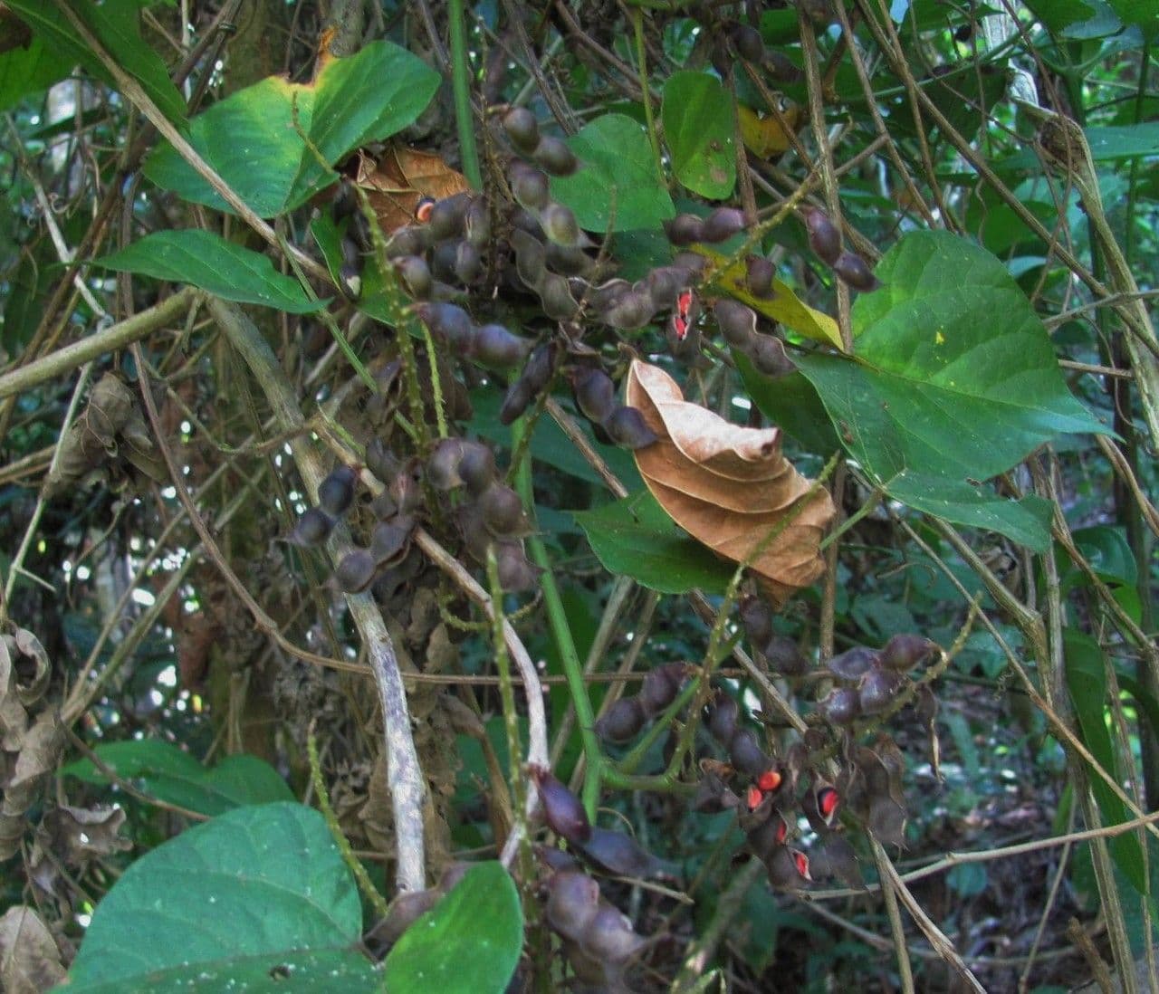 Rhynchosia 12