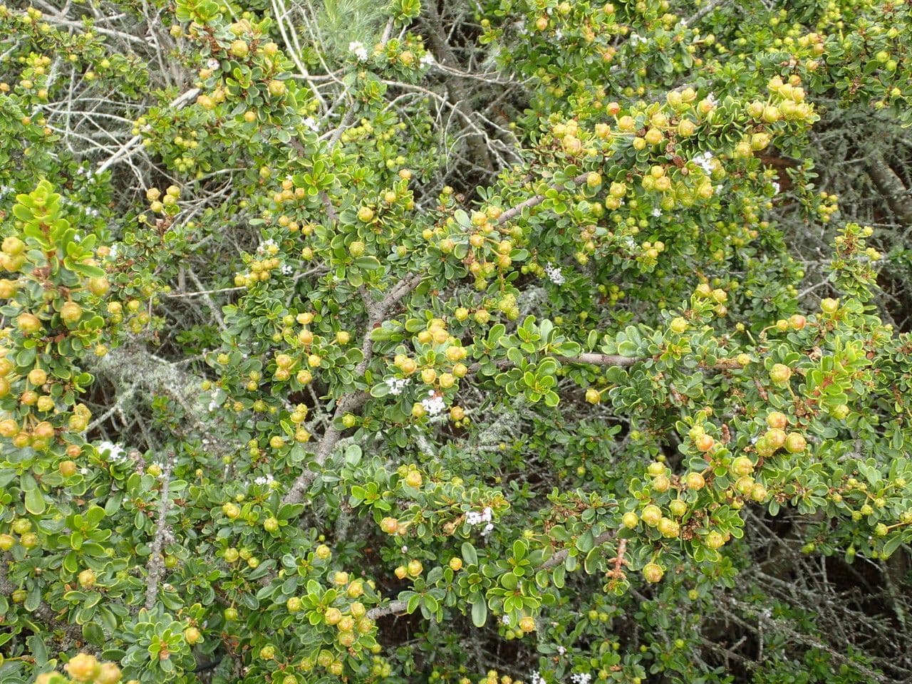Ceanothus 12