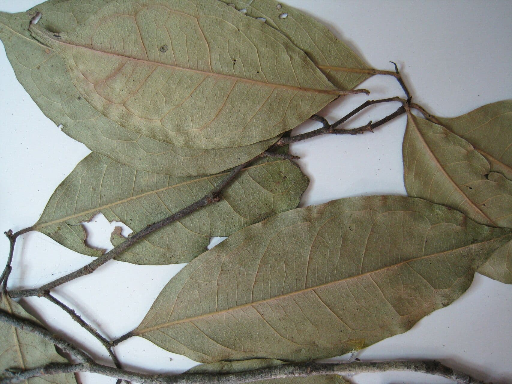Eschweilera 2