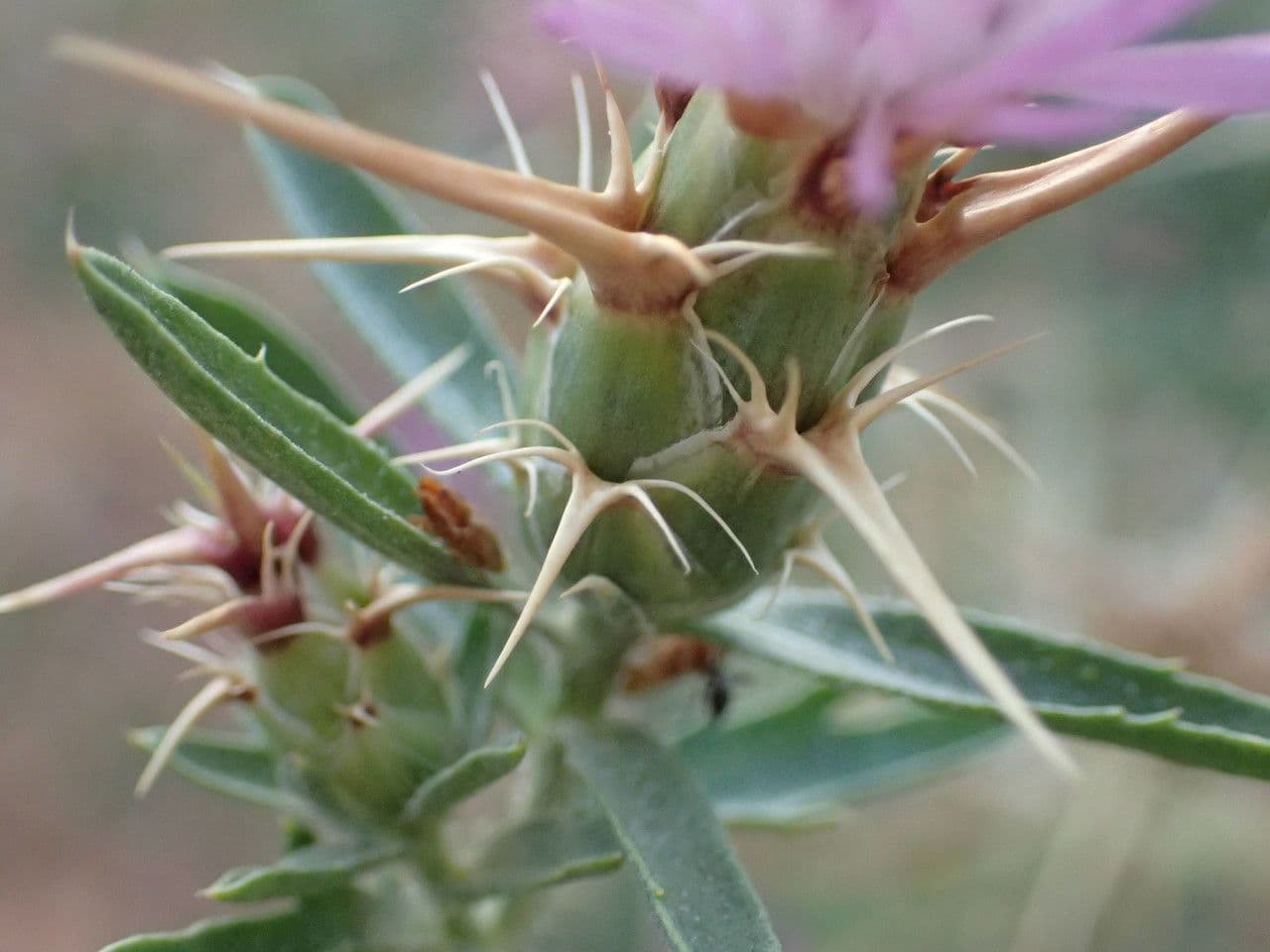 Calcatreppola 3