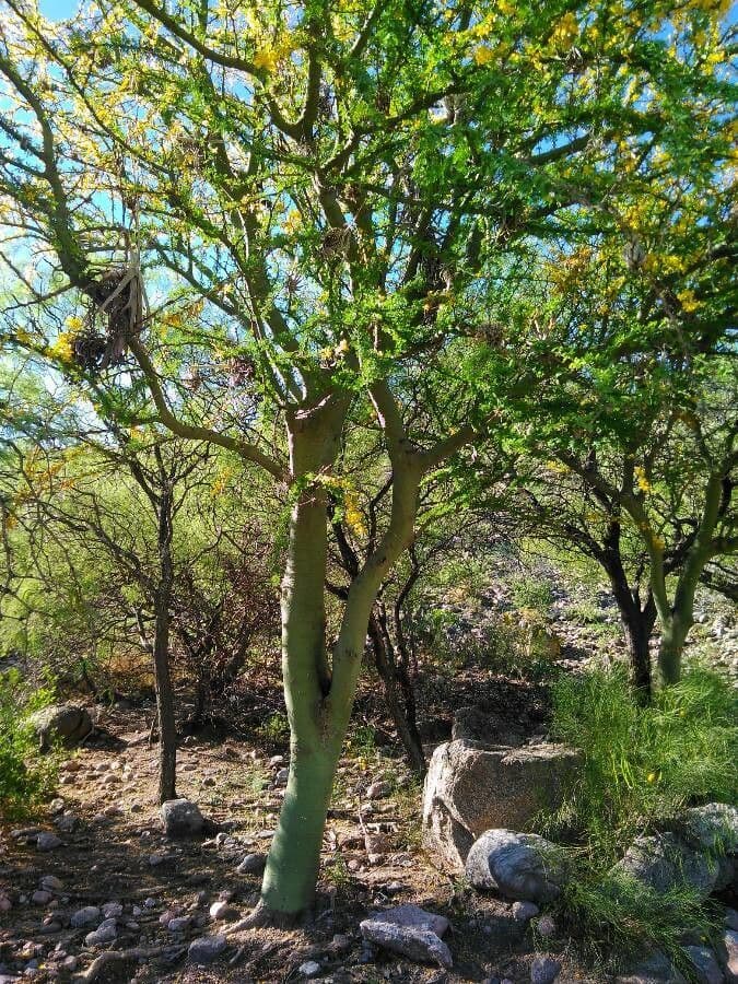 Parkinsonia praecox 17