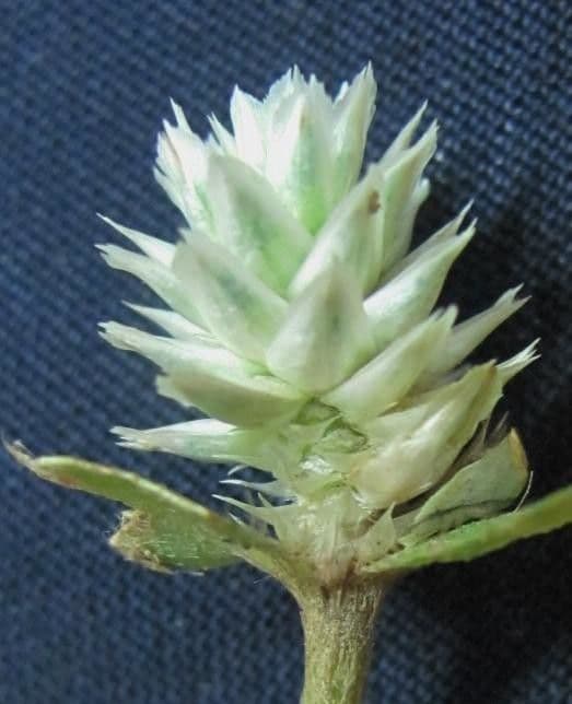 Gomphrena serrata 20