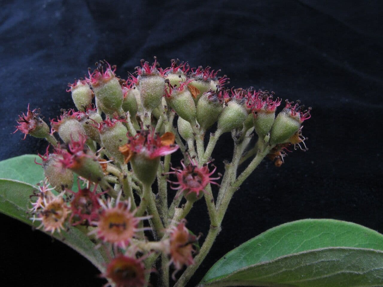 Cotoneaster 6