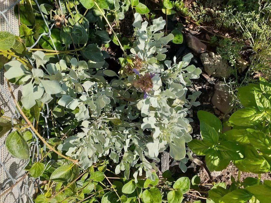 Salvia pachyphylla 12