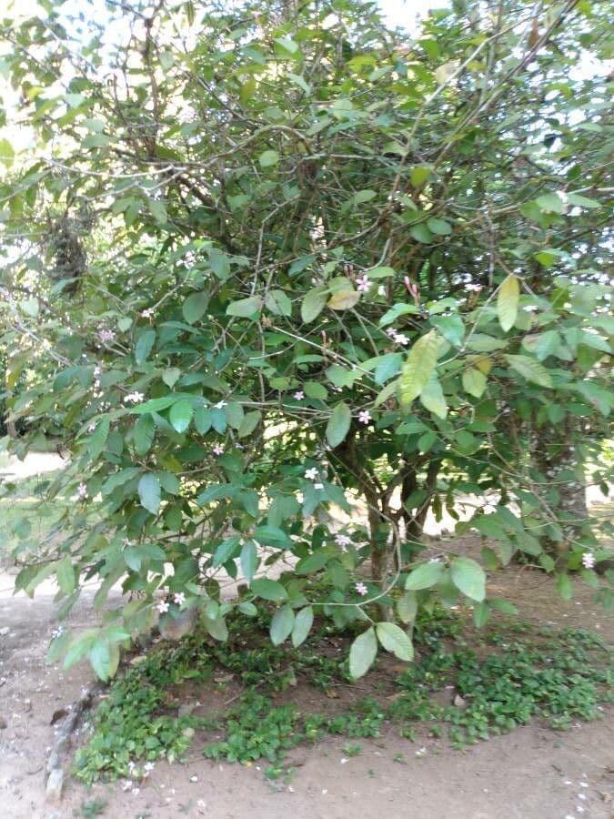 Kopsia 6