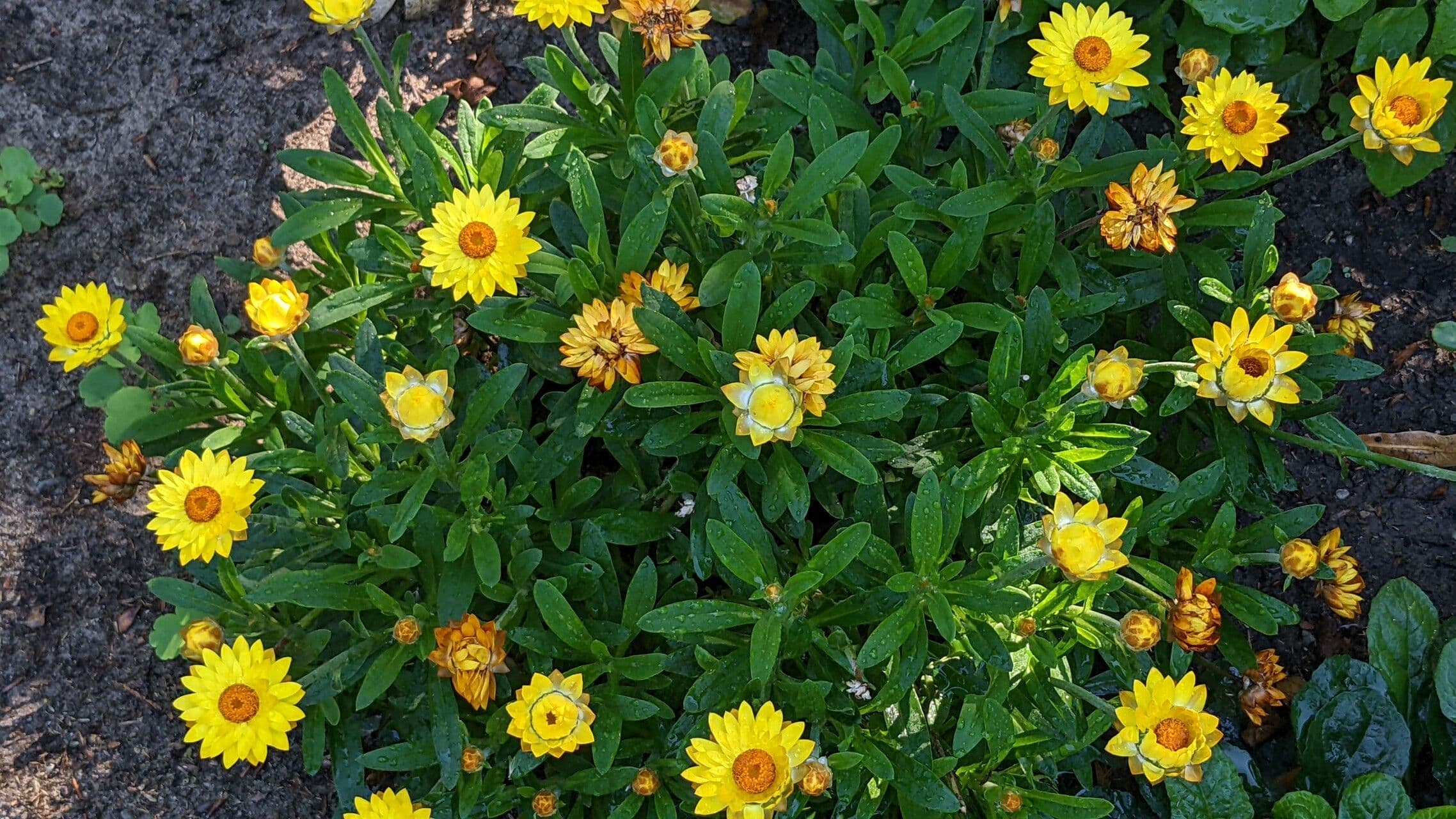 Xerochrysum 14