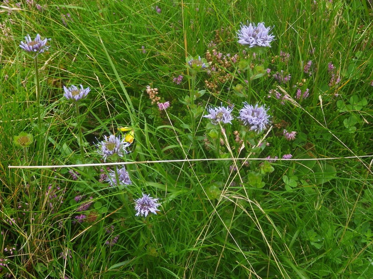 Jasione 12