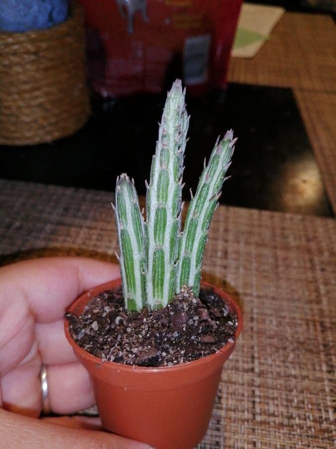 Kleinia 12