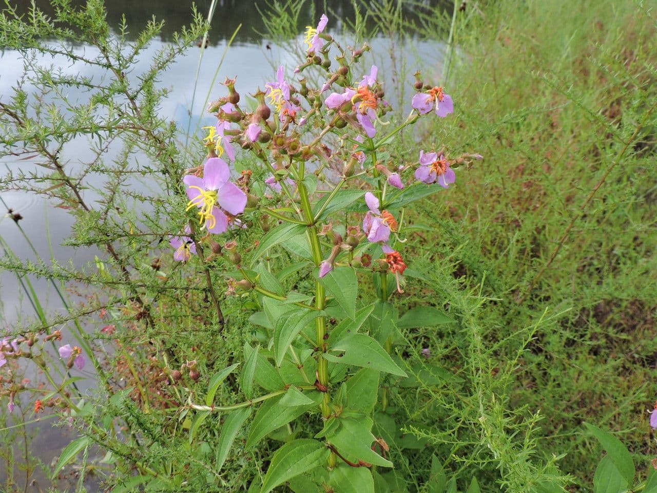 Rhexia virginica 10