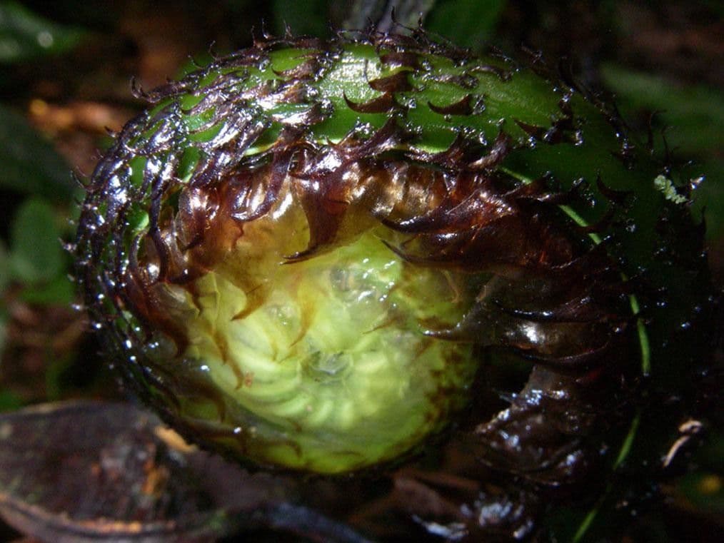 Stigmatopteris