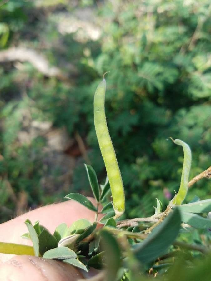 Tephrosie cendrée 2