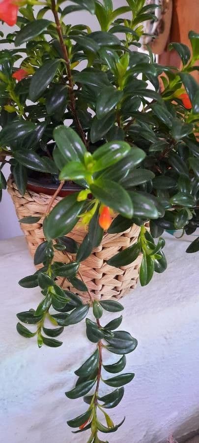 Nematanthus 14