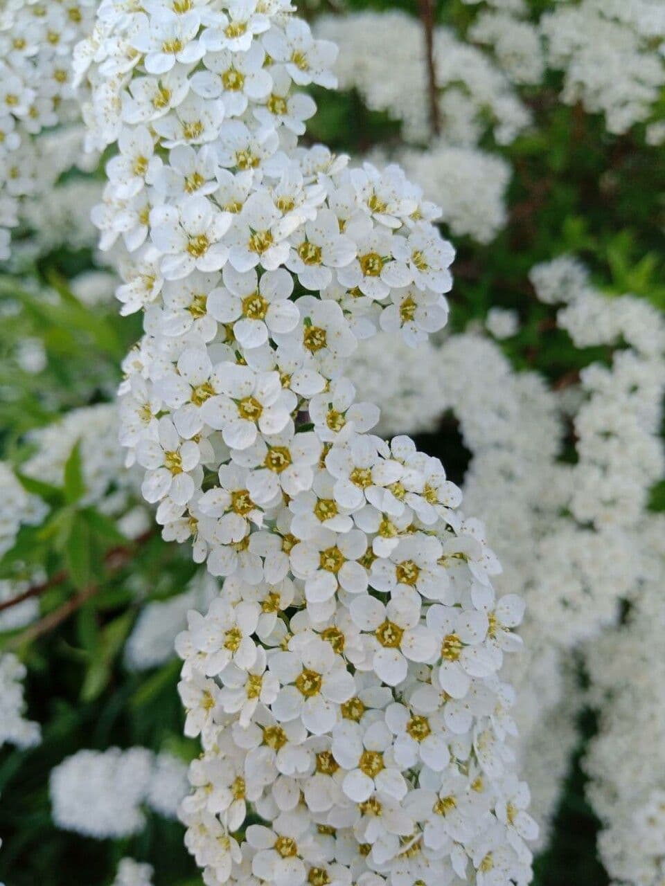 Prunenkätzchen 9