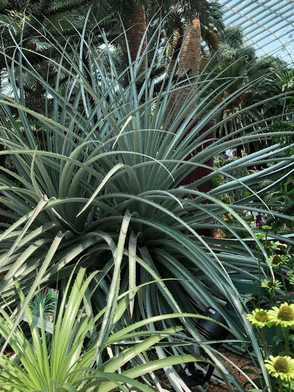 Puya 8