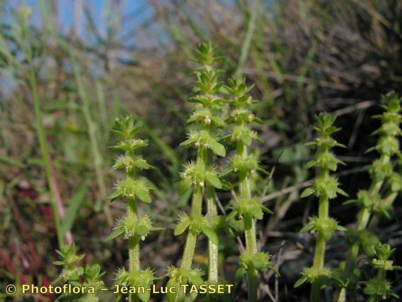 Valantia hispida 25
