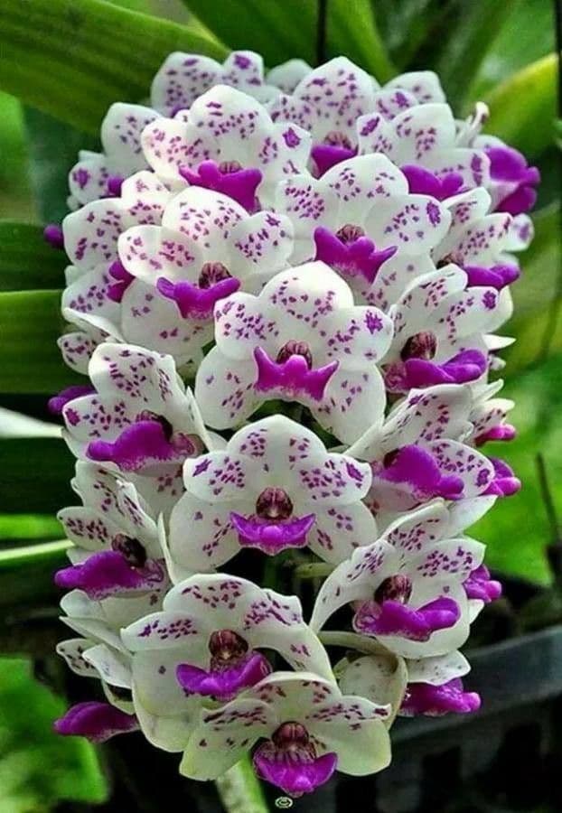 Orchidea
