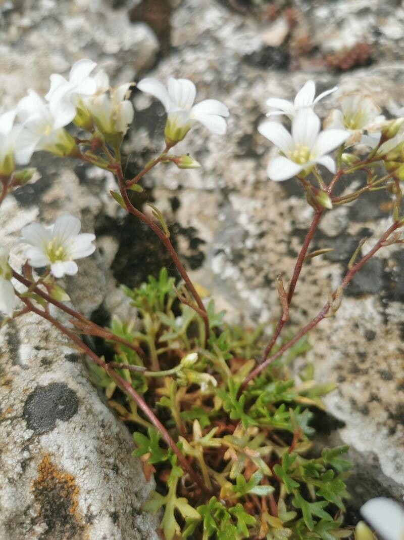 Zerbrechliche Steinbrech 19